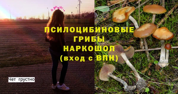 шишки Медвежьегорск